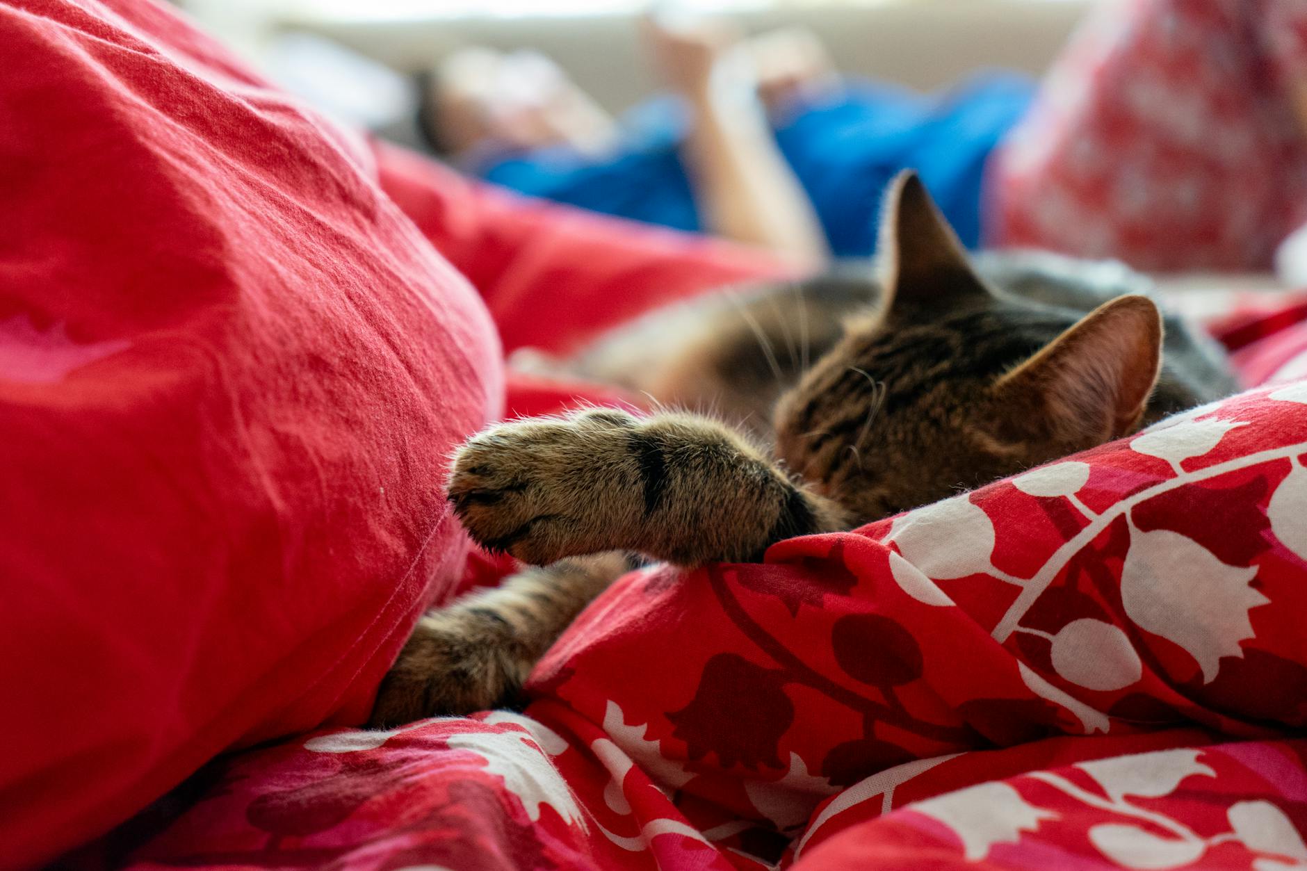 Schlafen Mit Katze Illustration zu Schlafen Mit Katze