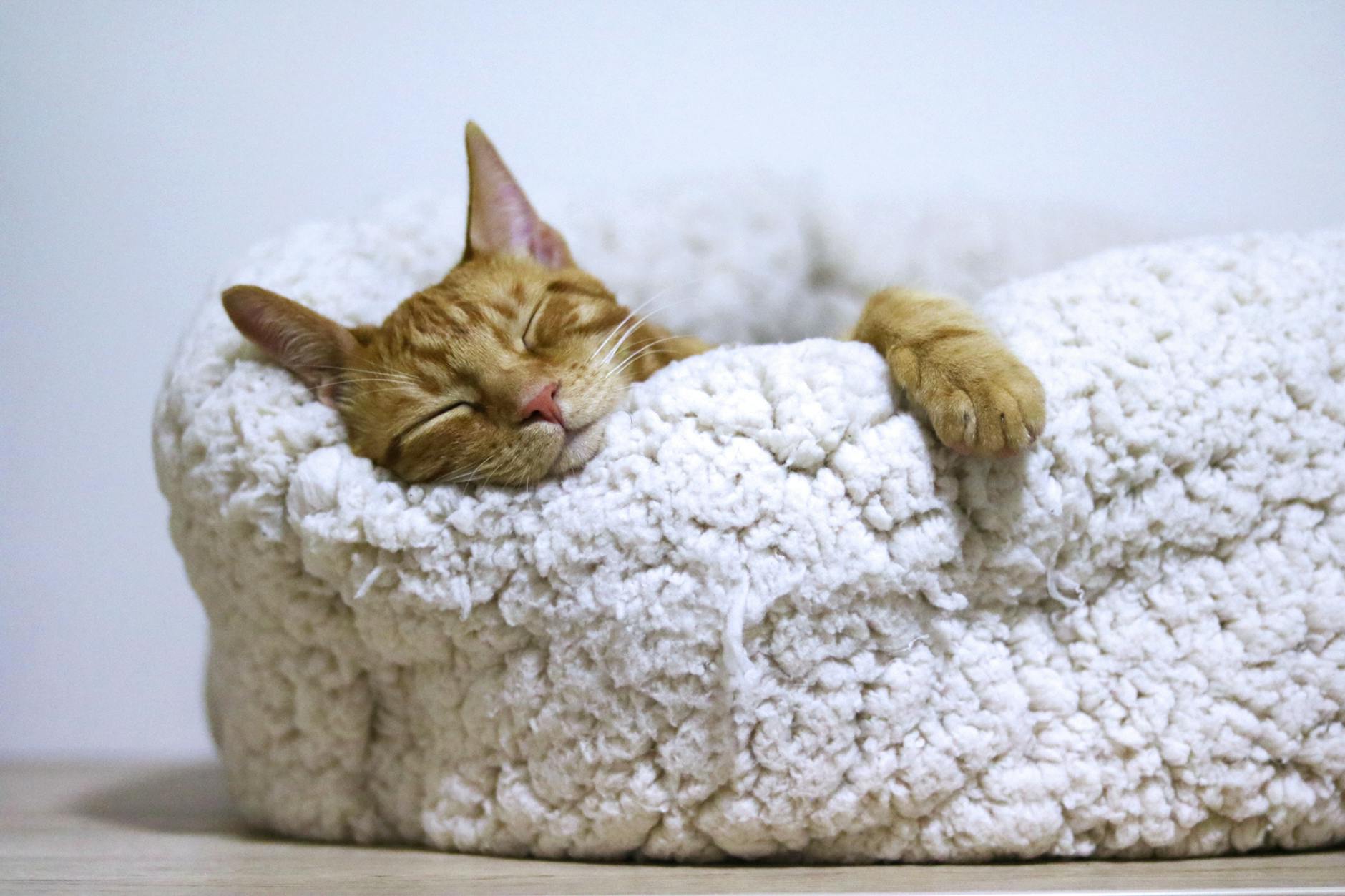Schlafen Mit Katze Symbolbild zum Thema Schlafen Mit Katze