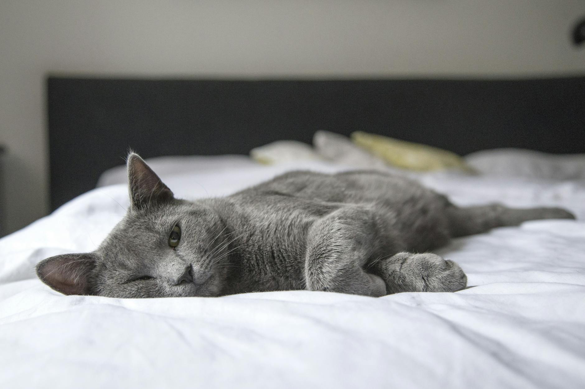 Schlafen Mit Katze Detailansicht: Schlafen Mit Katze