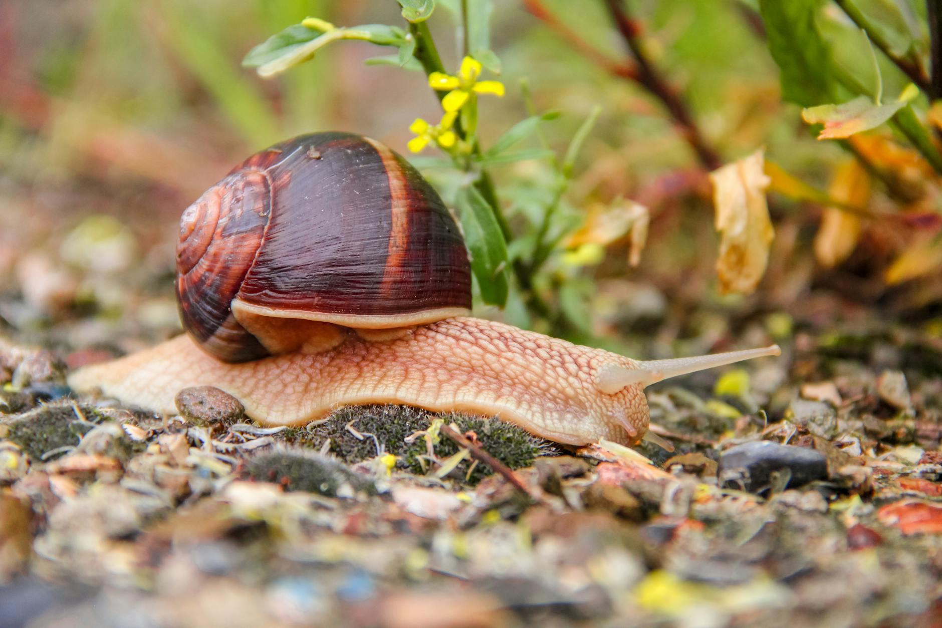 Illustration zu Schnecken Bekämpfen