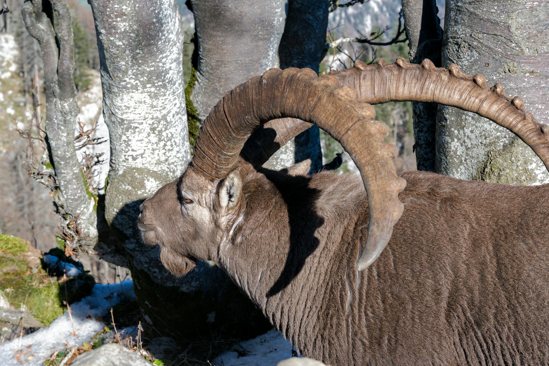 Schneeleopard Steinbock Angriff Illustration zu Schneeleopard Steinbock Angriff