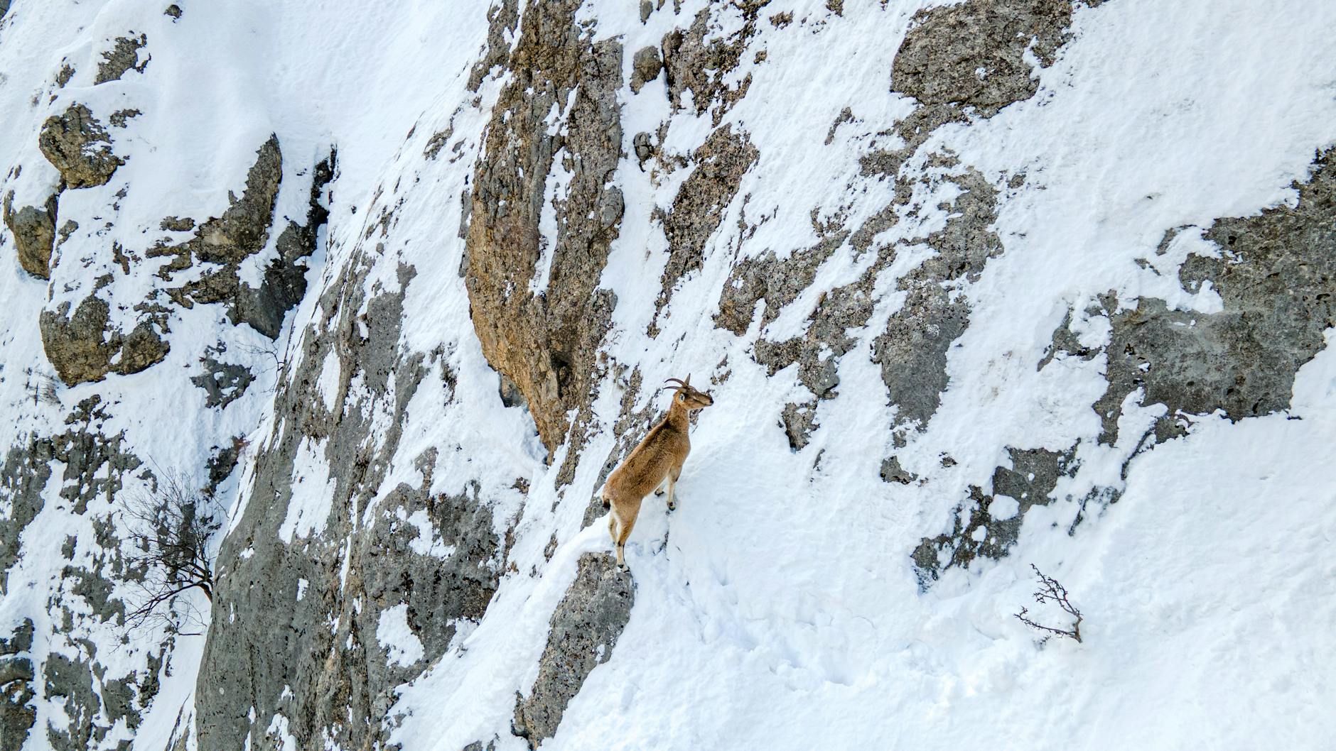 Schneeleopard Steinbock Angriff Symbolbild zum Thema Schneeleopard Steinbock Angriff