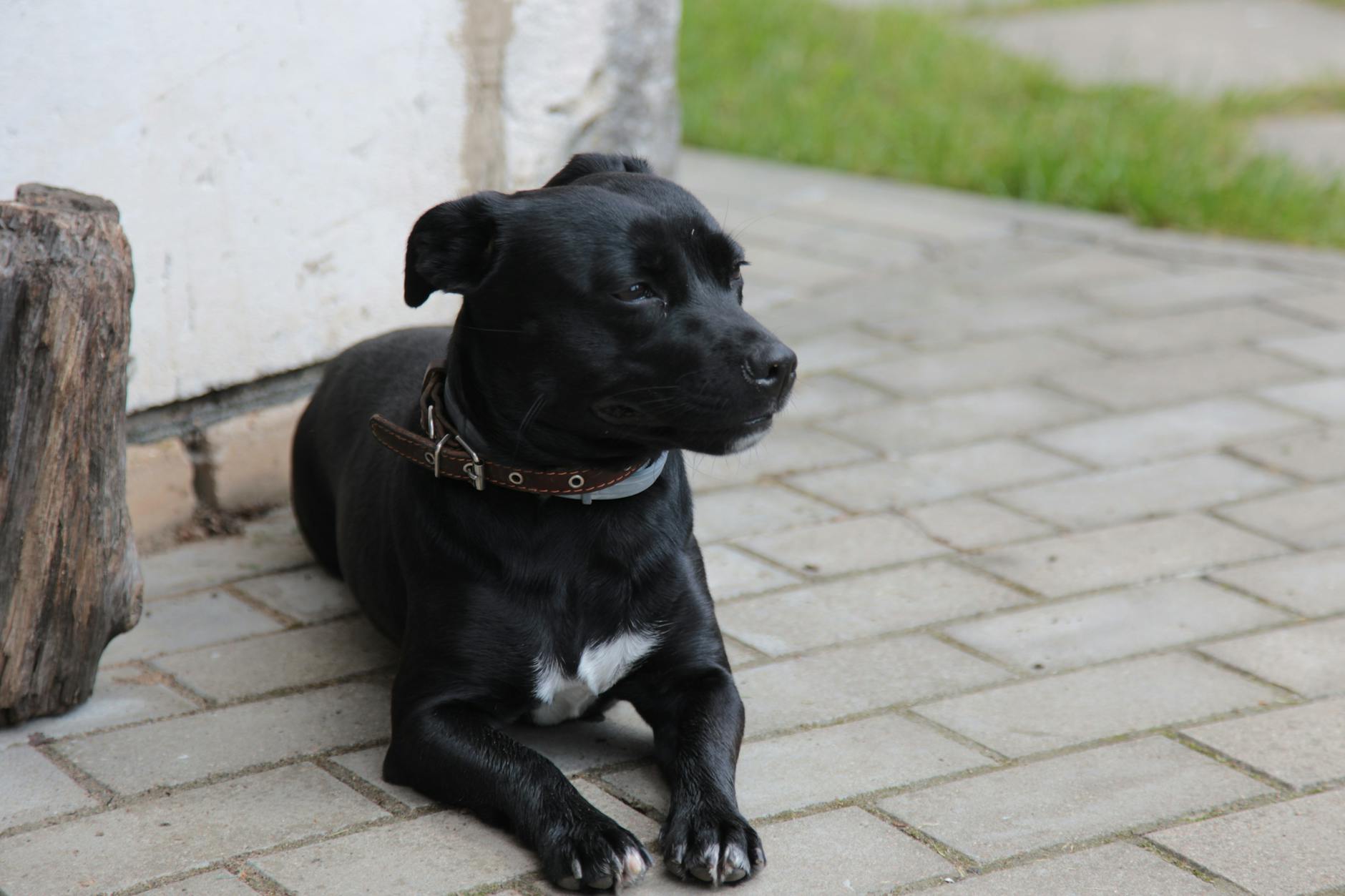 Streit Um Hund Detailansicht: Streit Um Hund