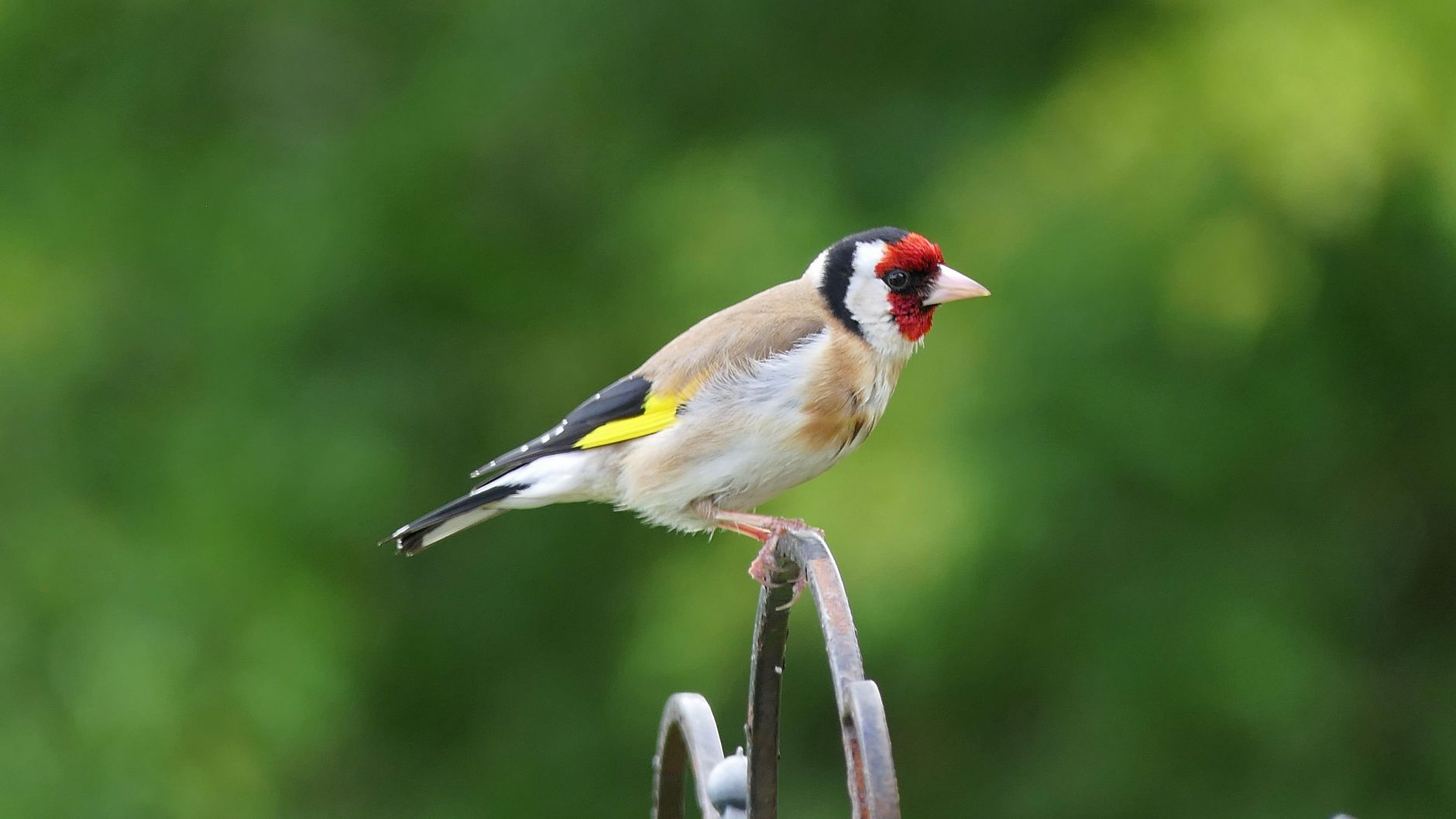 Stunde Der Gartenvögel Detailansicht: Stunde Der Gartenvögel