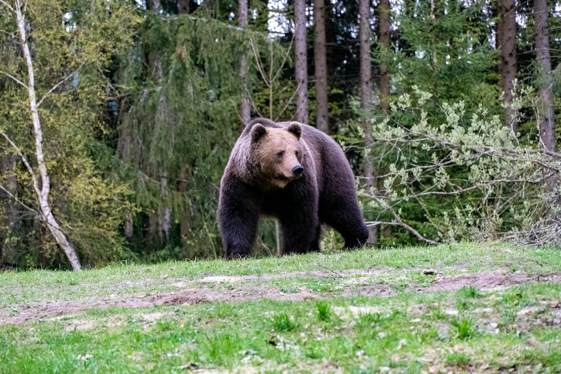 Suchbild Bär Detailansicht: Suchbild Bär