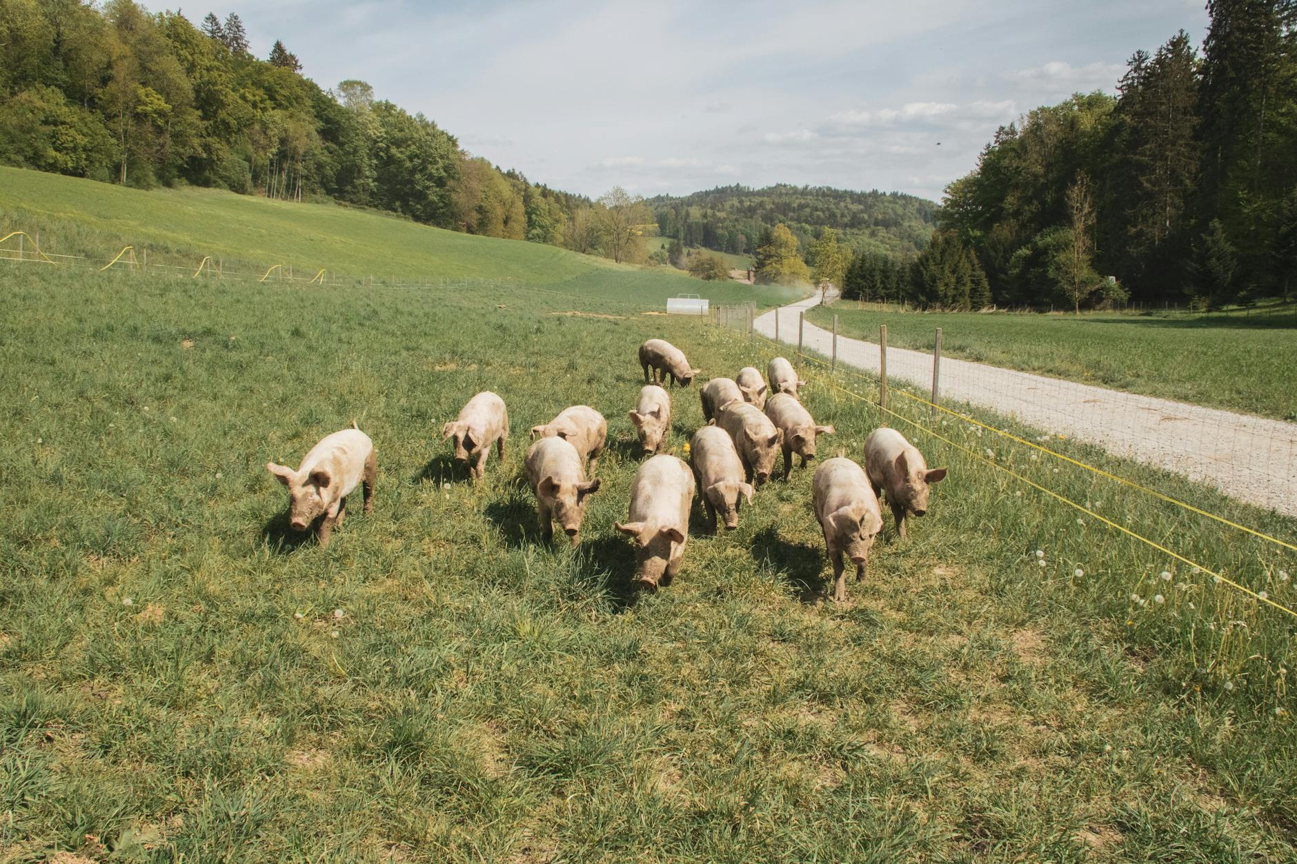 Detailansicht: Tierschutz Nationalsozialismus