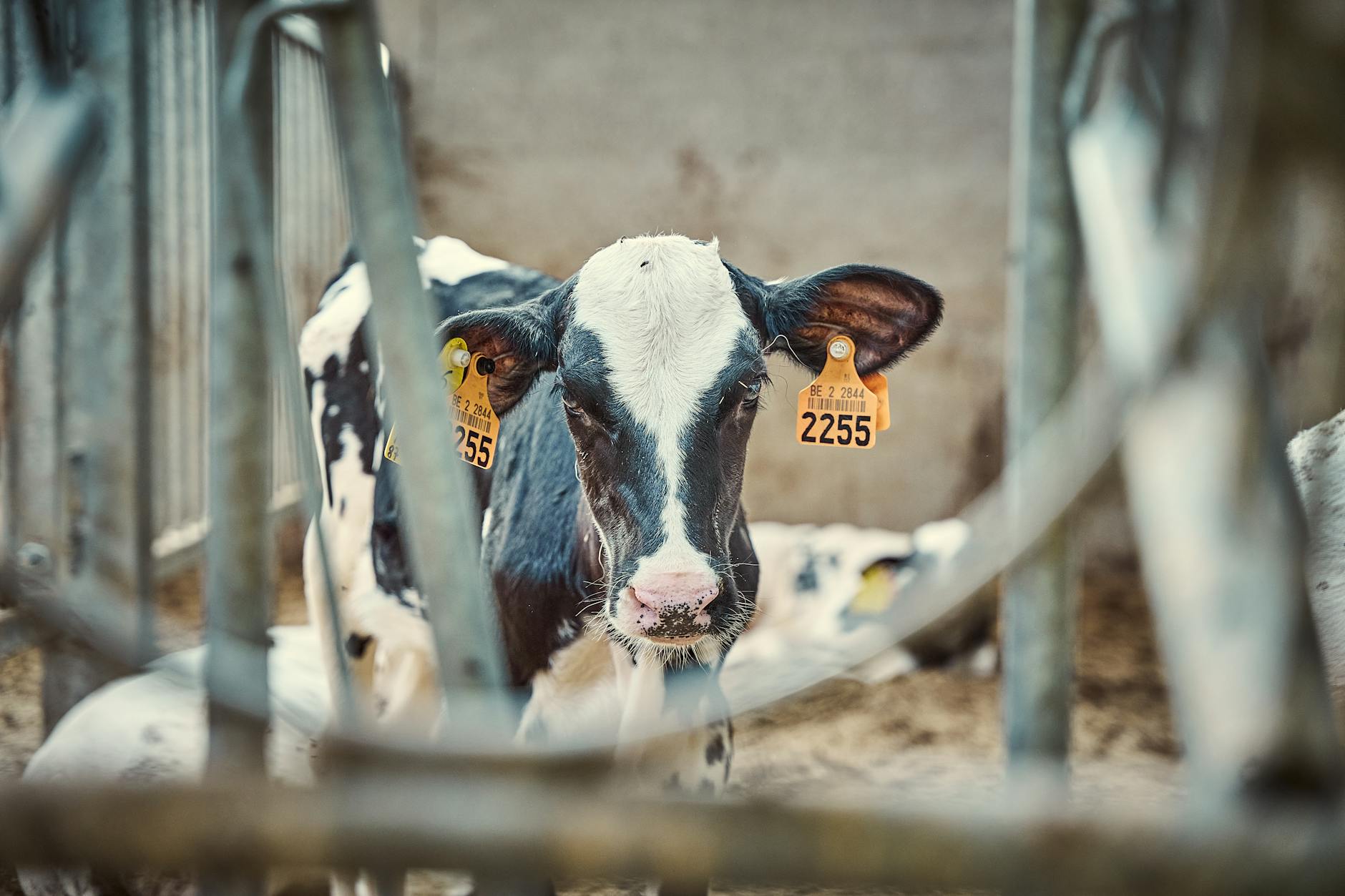 Tierschutzbund Klage Illustration zu Tierschutzbund Klage
