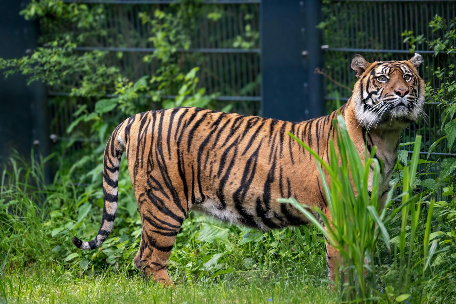 Tiger Entlaufen Leipzig Illustration zu Tiger Entlaufen Leipzig