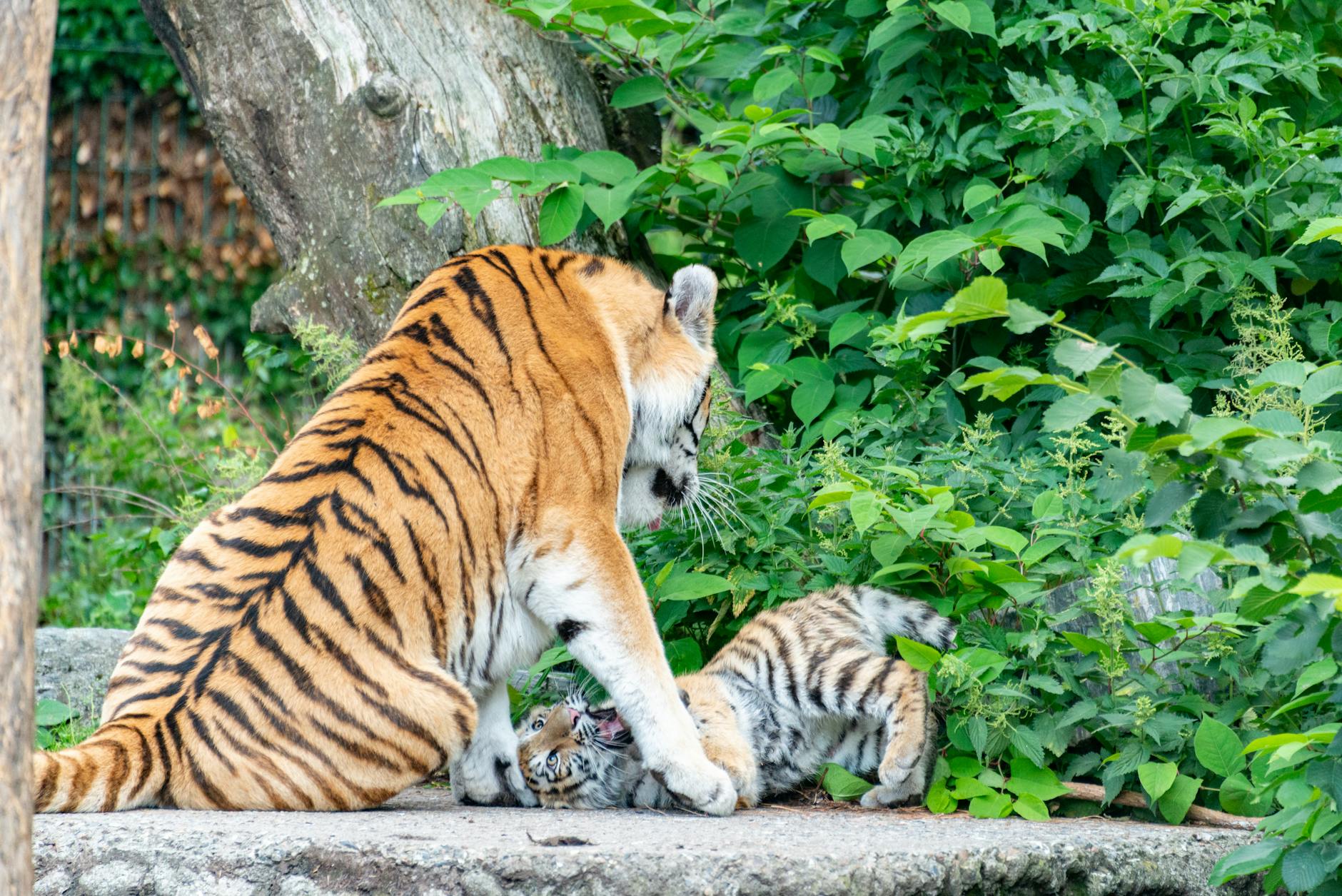 Tiger Entlaufen Leipzig Symbolbild zum Thema Tiger Entlaufen Leipzig