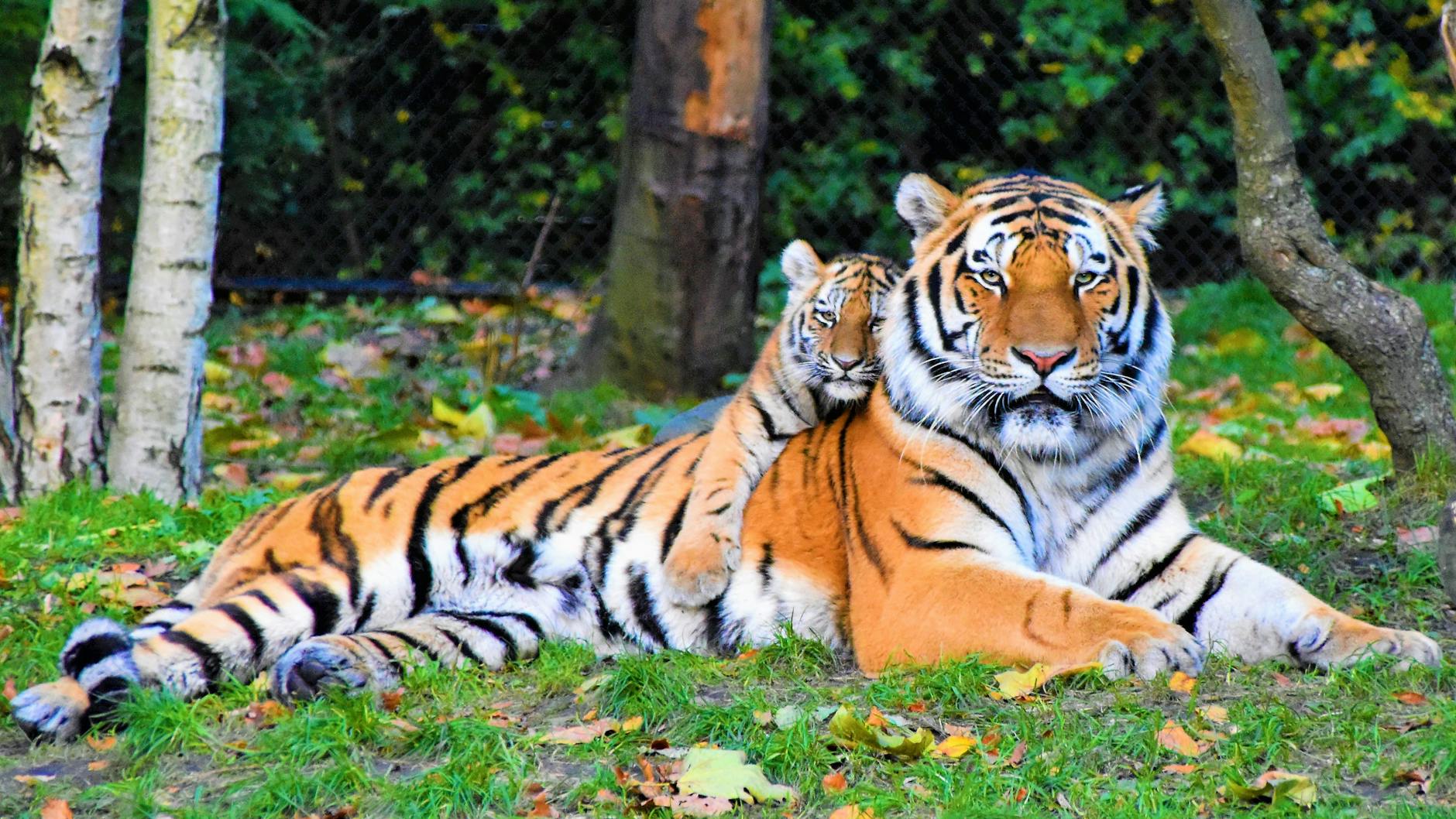 Tiger Entlaufen Leipzig Detailansicht: Tiger Entlaufen Leipzig