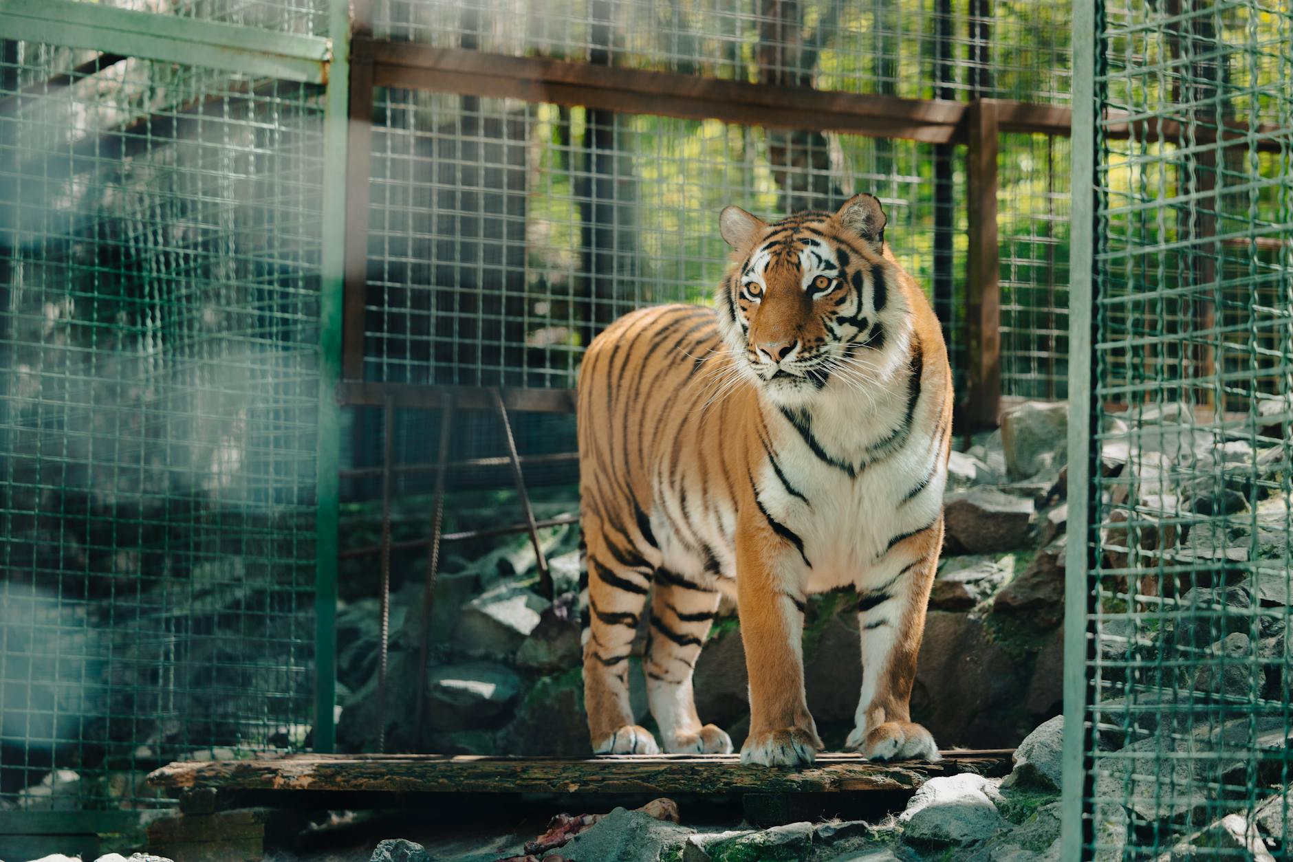 Illustration zu Tiger Leipzig