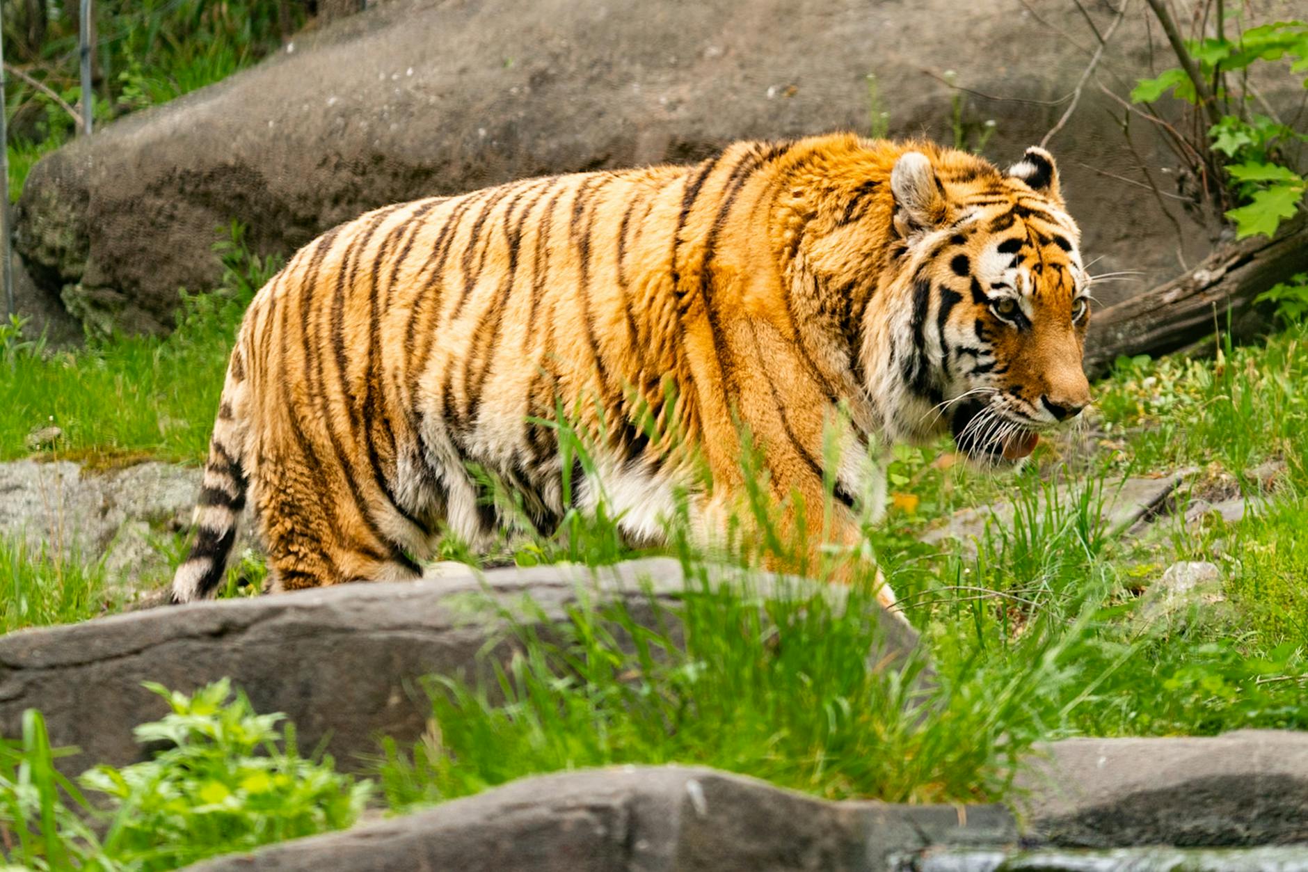 Illustration zu Tiger Leipzig
