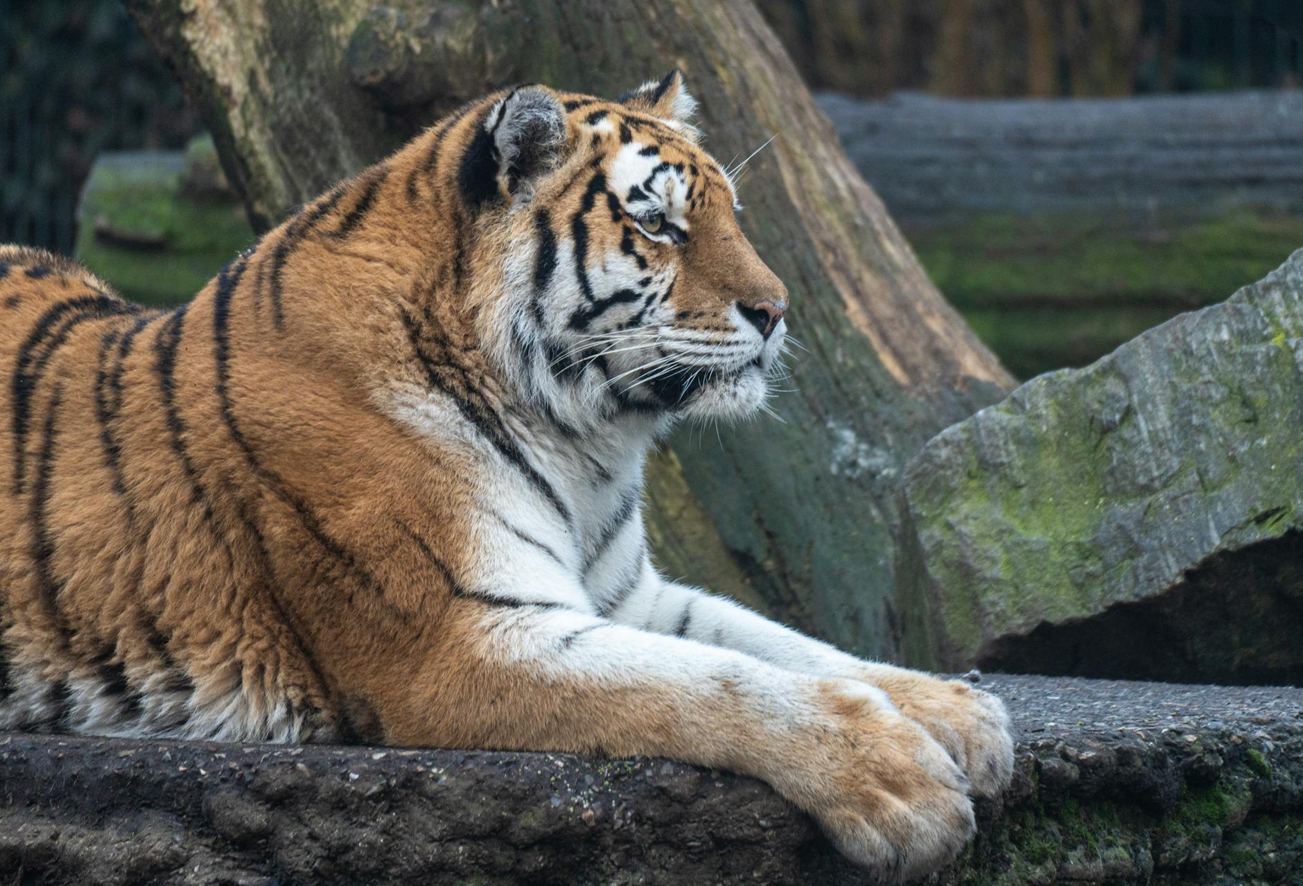 Symbolbild zum Thema Tiger Leipzig