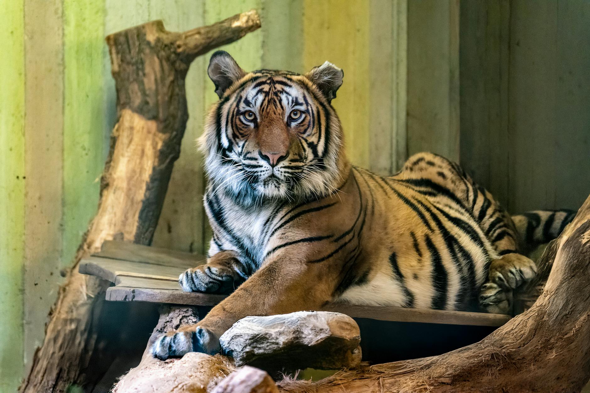 Symbolbild zum Thema Tiger Leipzig