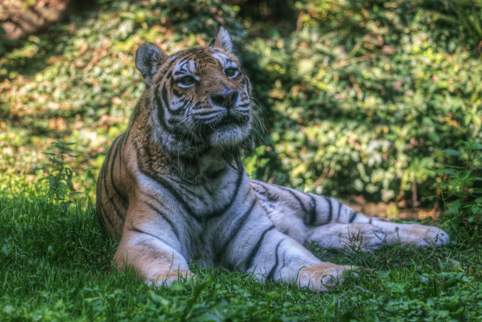 Detailansicht: Tiger Leipzig