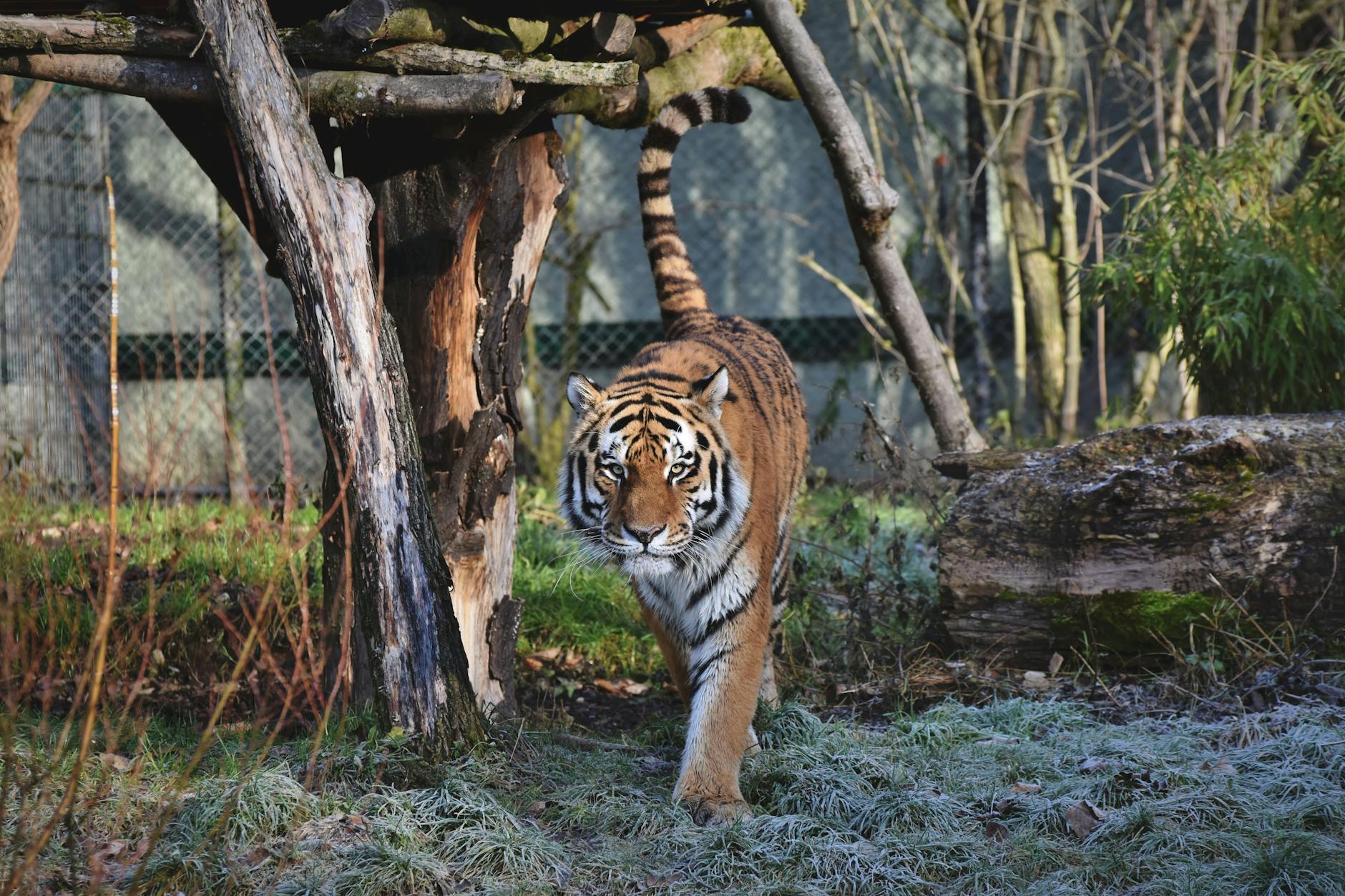 Tigerpark Deutschland Symbolbild zum Thema Tigerpark Deutschland