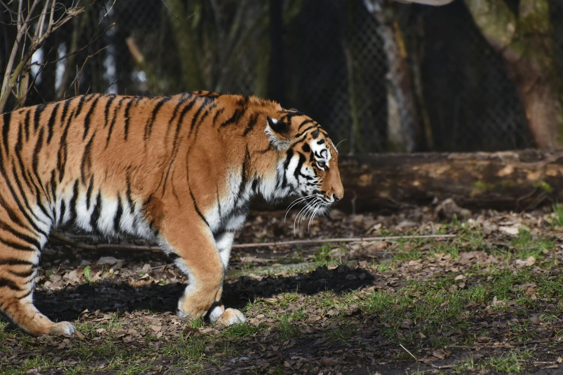Tigerpark Deutschland Detailansicht: Tigerpark Deutschland