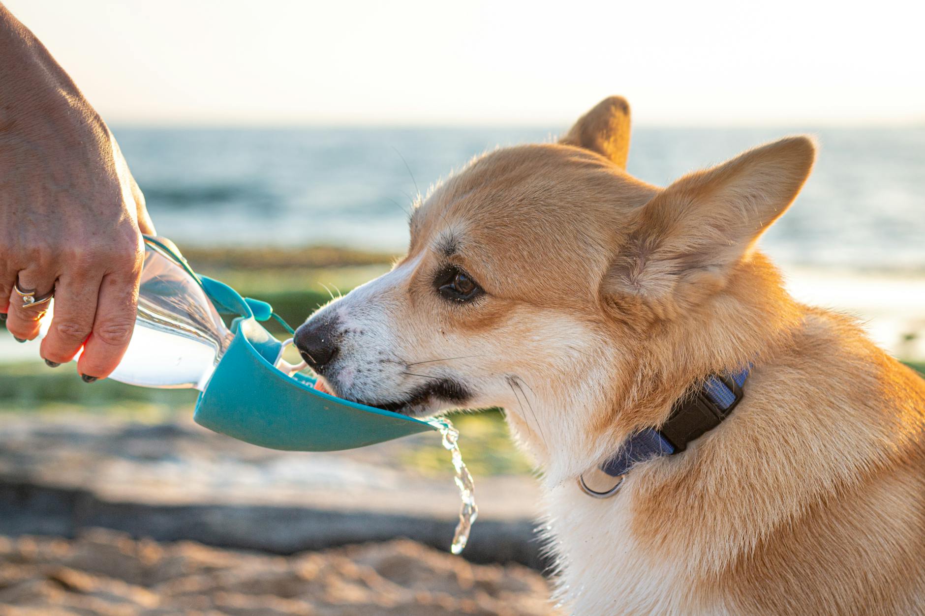 Illustration zu Trinkflasche Hund