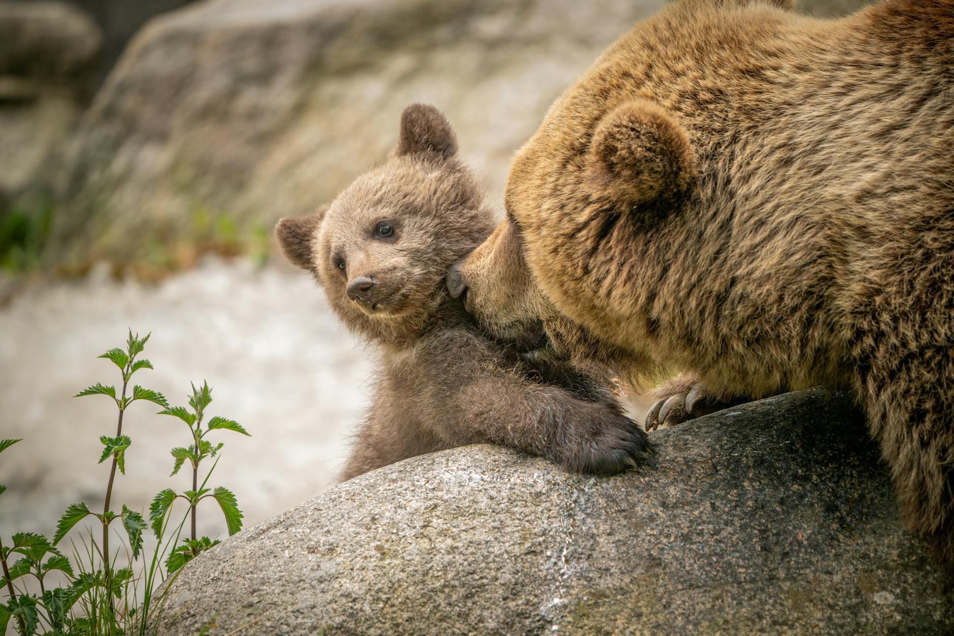 Detailansicht: Väter Im Tierreich