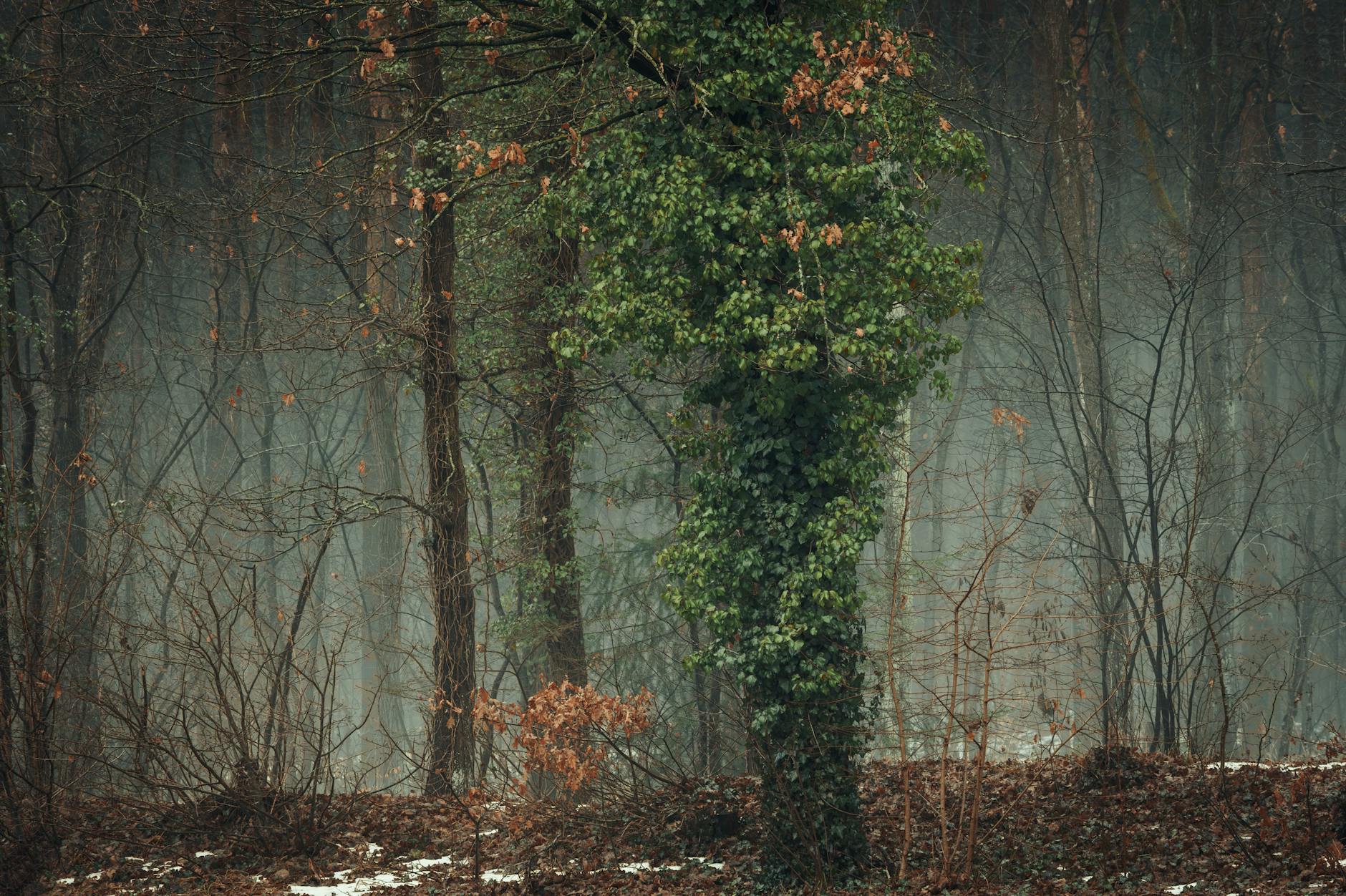 Waldschäden Deutschland Illustration zu Waldschäden Deutschland