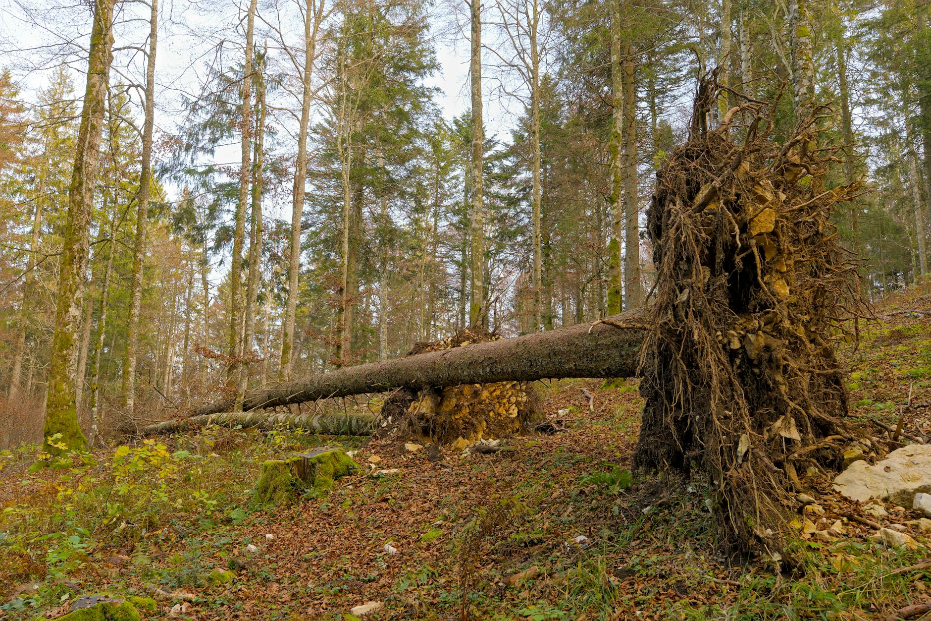 Waldschäden Deutschland Symbolbild zum Thema Waldschäden Deutschland