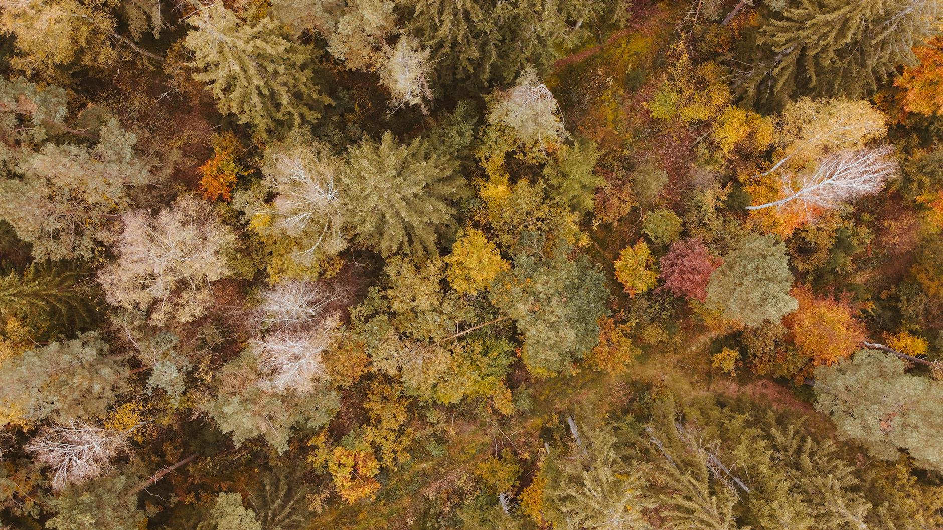 Waldschäden Deutschland Detailansicht: Waldschäden Deutschland