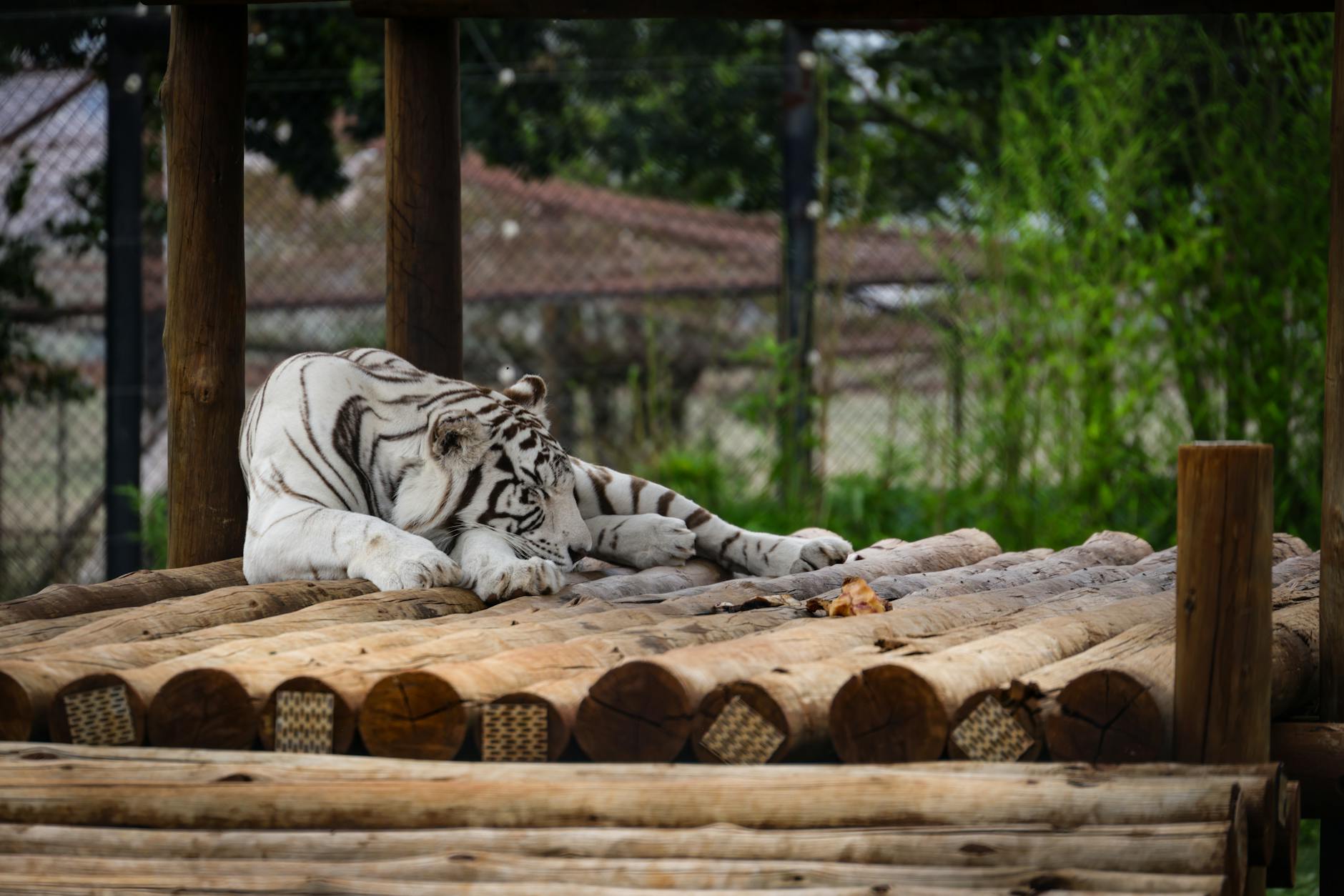 Illustration zu White Tiger Netzwerk