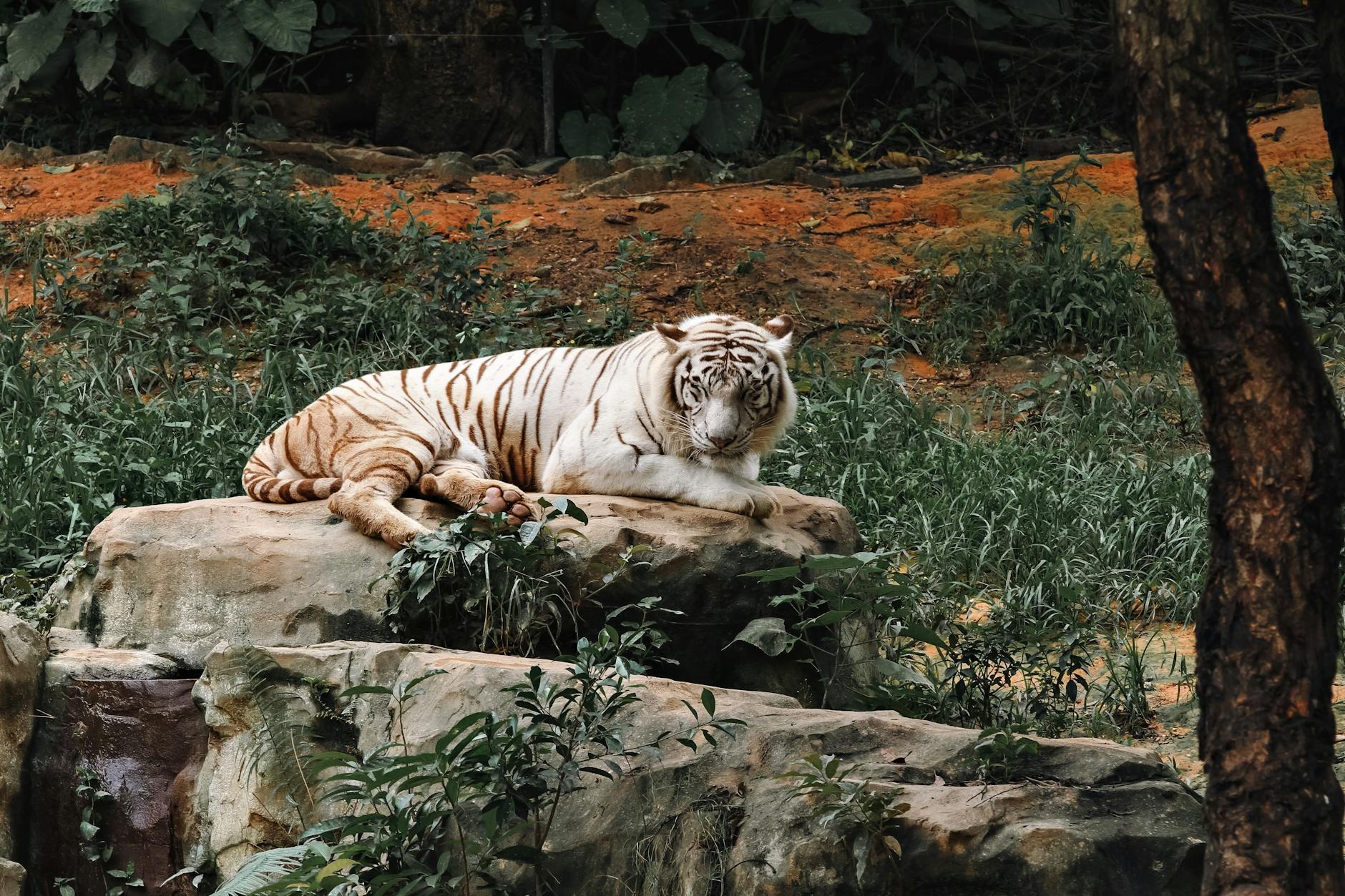 Symbolbild zum Thema White Tiger Netzwerk