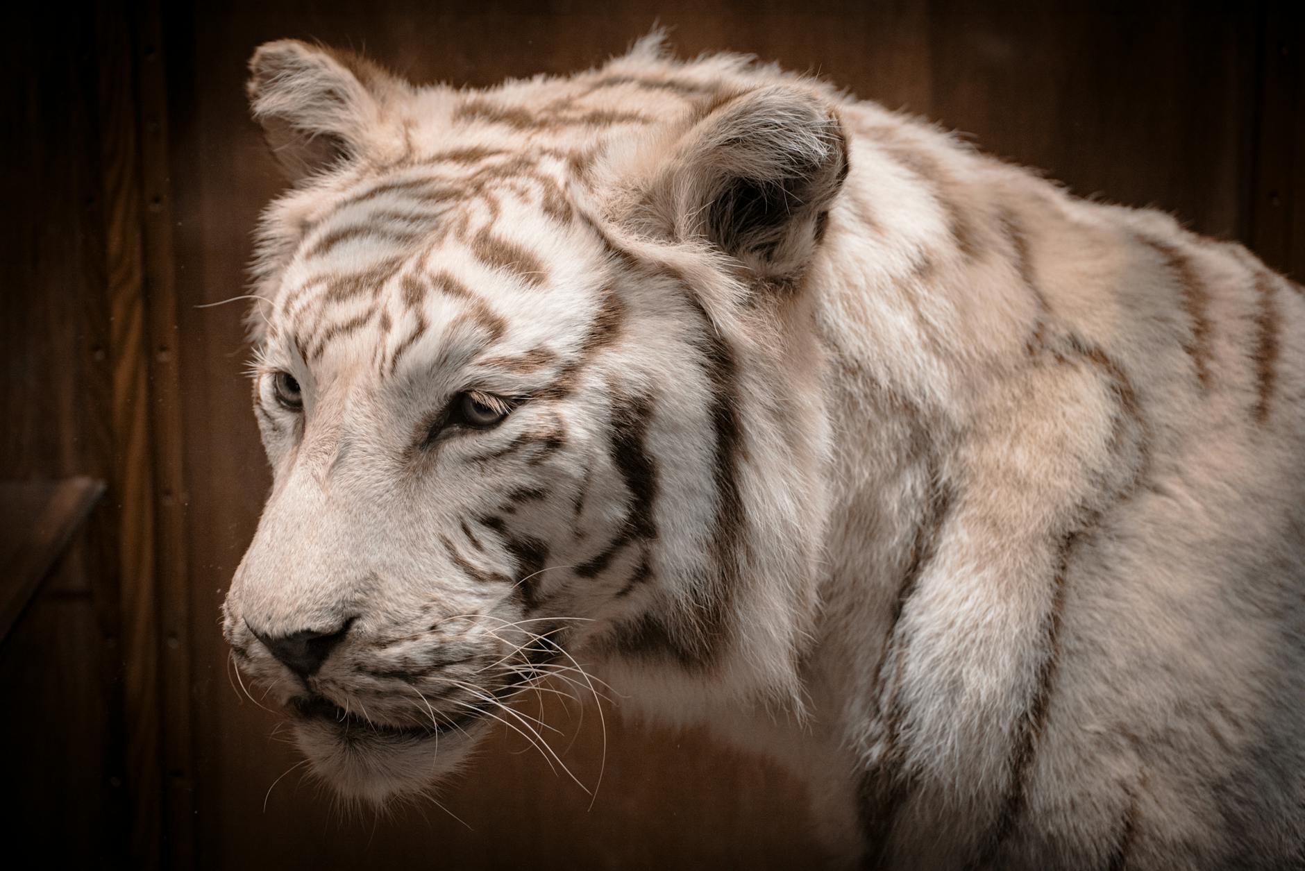 Detailansicht: White Tiger Netzwerk