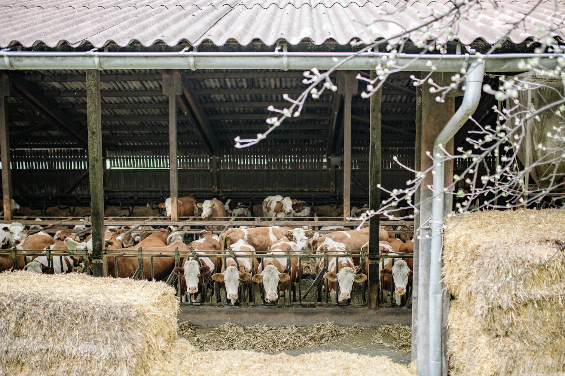 Milch Pflanze Detailansicht: Milch Pflanze